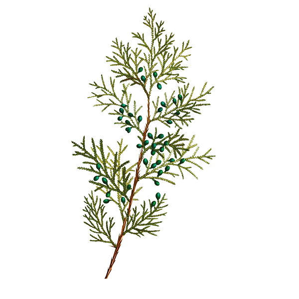 Photo of Cedar Branch Wax Apothecary Scent Cedar