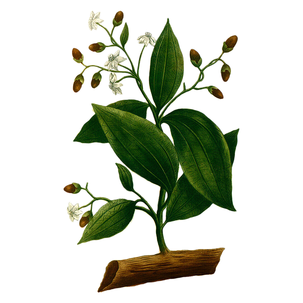Photo of Cinnamon Branch Wax Apothecary Scent Cinnamon