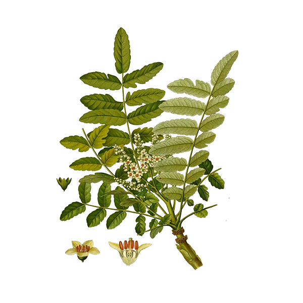 Photo of Frankincense Branch Wax Apothecary Scent Frankincense