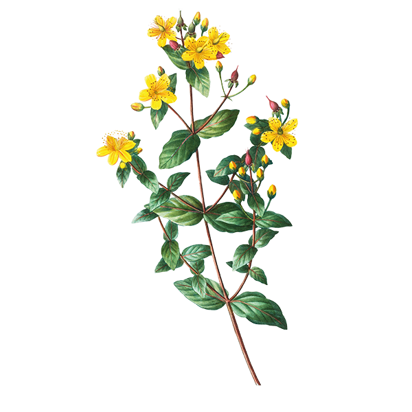 Photo of Honeysuckle Wax Apothecary Scent Honeysuckle