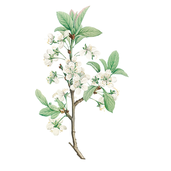 Photo o Jasmine Stem Wax Apothecary Scent Jasmine