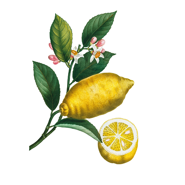 Photo of Lemon on Branch Wax Apothecary Scent Lemon