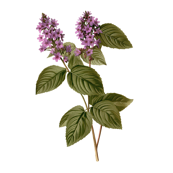 Photo of Patchouli Stem Wax Apothecary Scent Patchouli