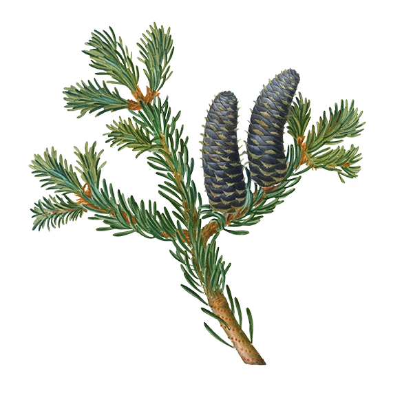 Photo of Pine Branch Wax Apothecary Scent Spiced Pine