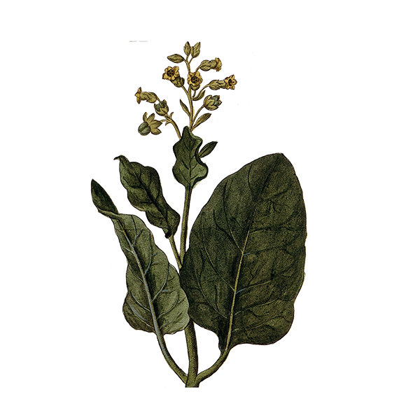 Photo of Stem Of Tobacco Wax Apothecary Scent