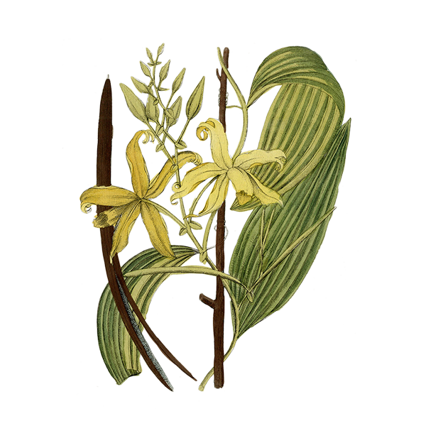 Photo of Wax Apothecary Scent Vanilla Orchid