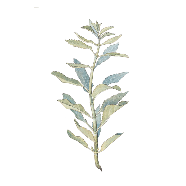 Photo of Sage Stem Wax Apothecary Scent White Sage